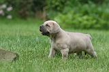 CANE CORSO 1091